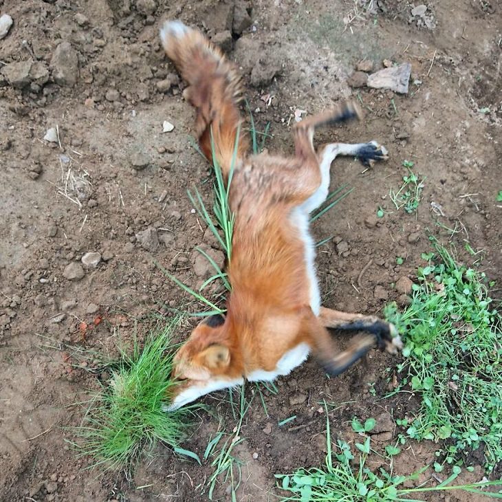 Photographs of adorable rescued fox Woody