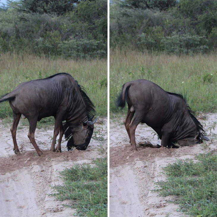 funny animal pictures buffalo buries its head into the ground