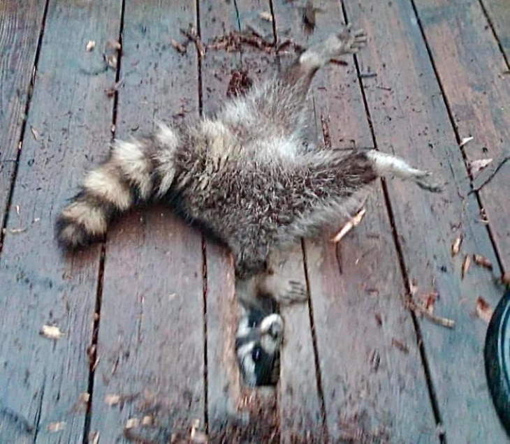 funny animal pictures extra chubby raccoon stuck