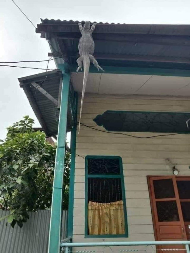 funny animal pictures lizard hanging from the roof