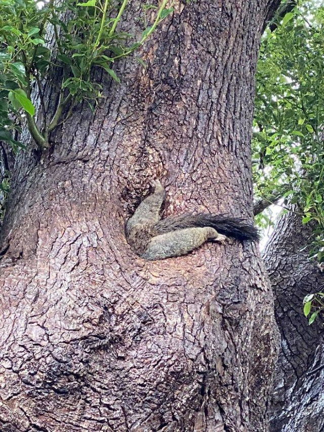 funny animal pictures squirrel stuck in a hollow tree