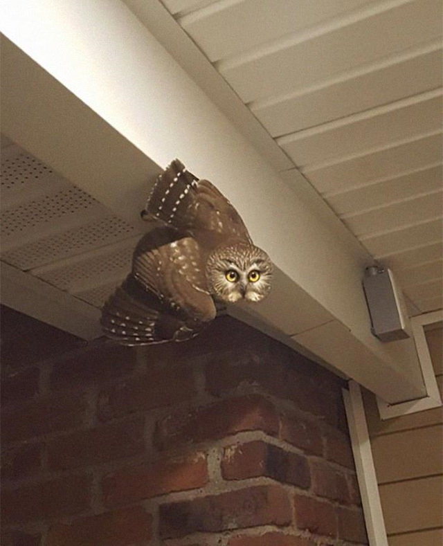 funny animal pictures owl in a house