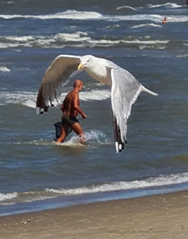 funny animal pictures seagull and man on the beach