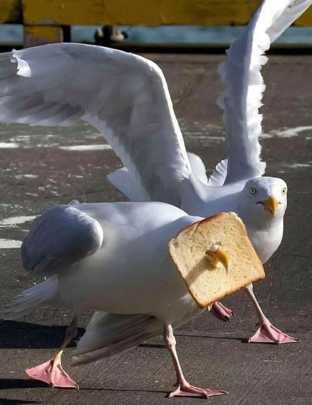 funny animal pictures seagull with a piece of bread on it's beak