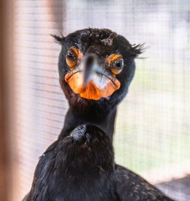 funny animal pictures judgmental cormorant