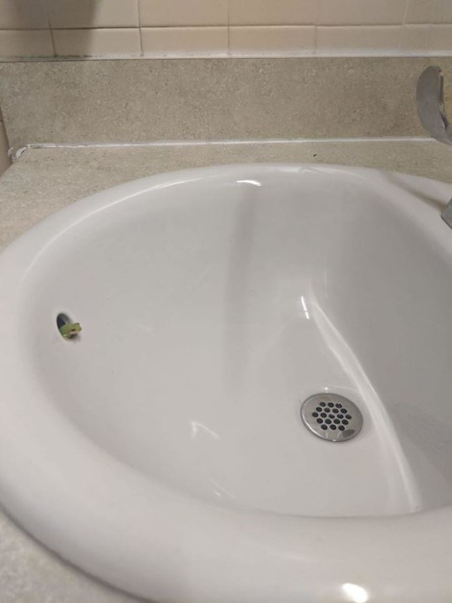 funny animal pictures tiny frog in the sink