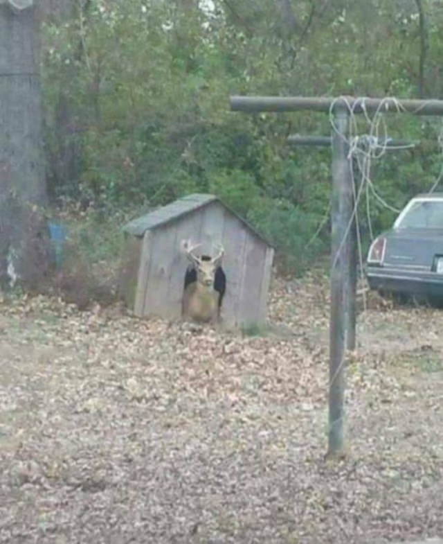 funny animal pictures deer in dog house