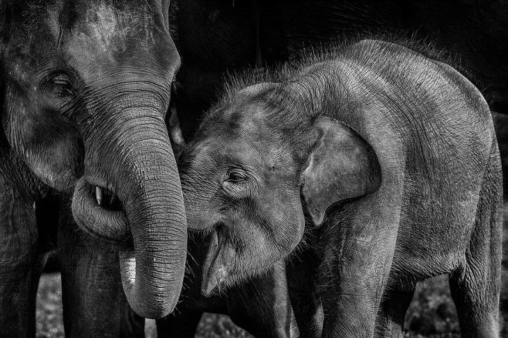 Animal Photos, elephants