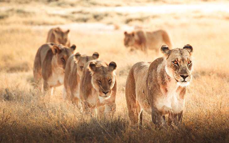 Animal Photos, Lioness Pride