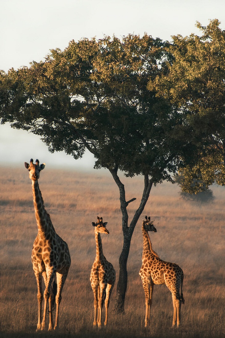 Animal Photos, Giraffe