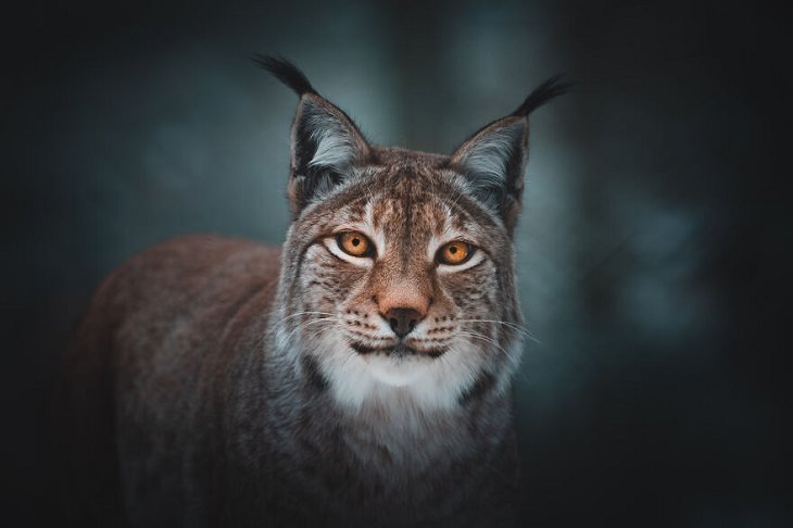 Animal Photos, lynx