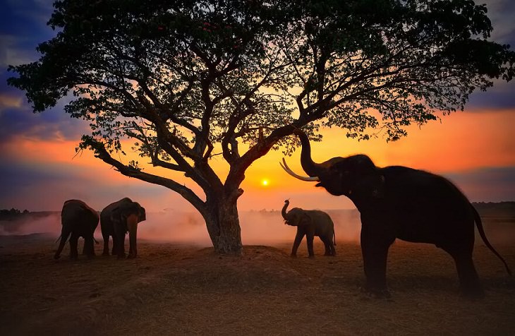 Animal Photos, elephant