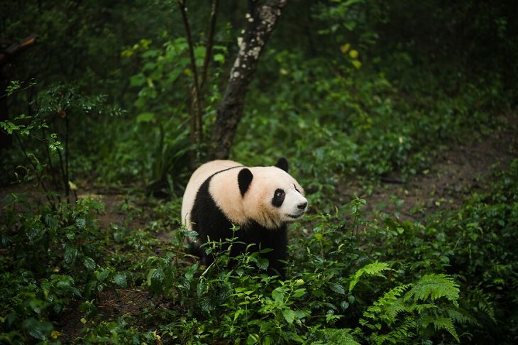 Animal Photos, Panda