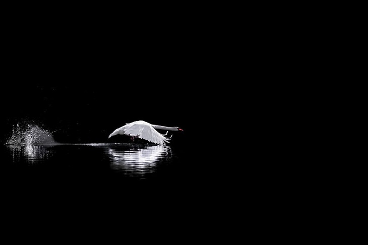 Animal Photos, swan