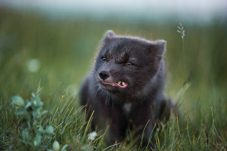 Animal Photos, Arctic Fox