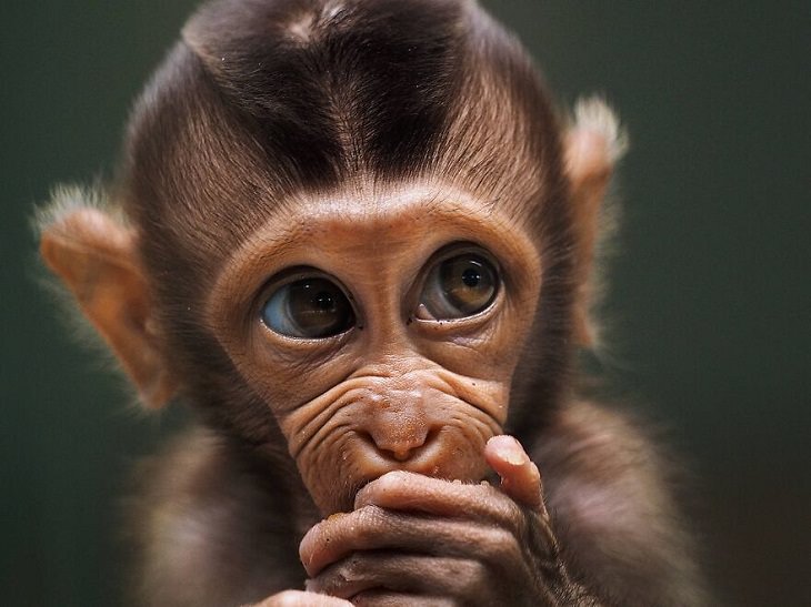 Animal Photos, Baby Monkey