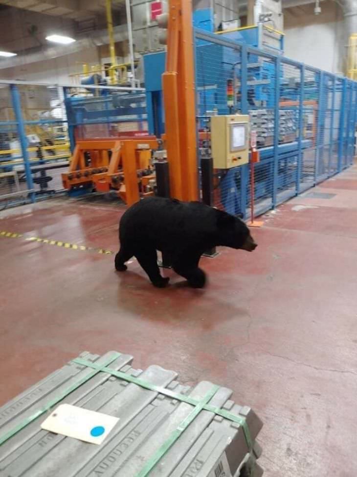  20 Heart Stopping Safety Fails, bear