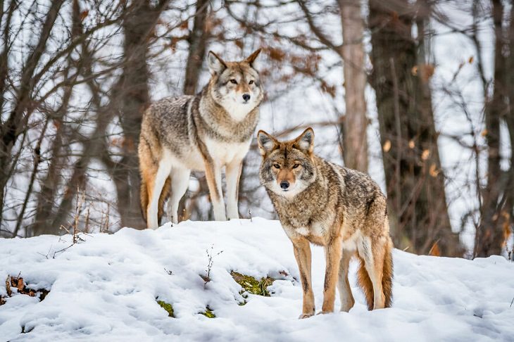 Animal Photos, Wolves