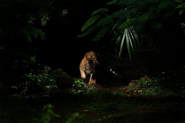 Animal Photos, tiger