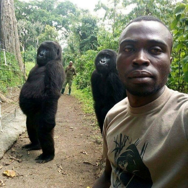 Fotos Asombrosas Con Una Historia Detrás De Ellas Una selfie de los cuidadores que protegen a los gorilas