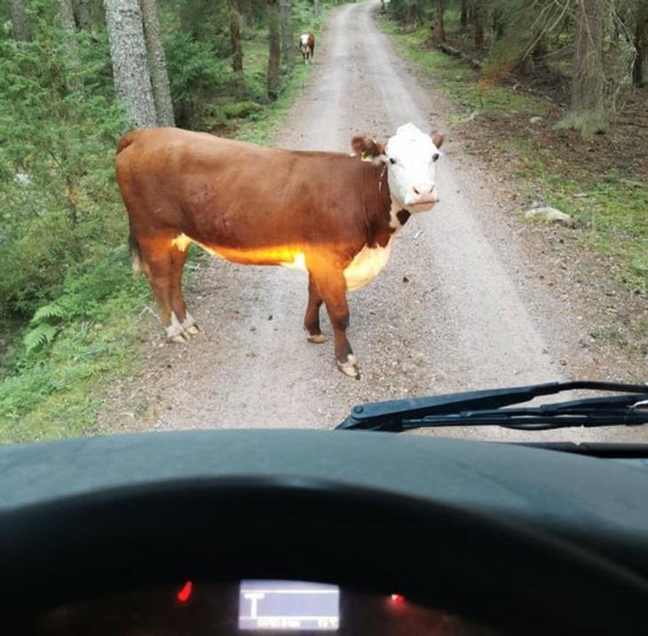 Finland, cows