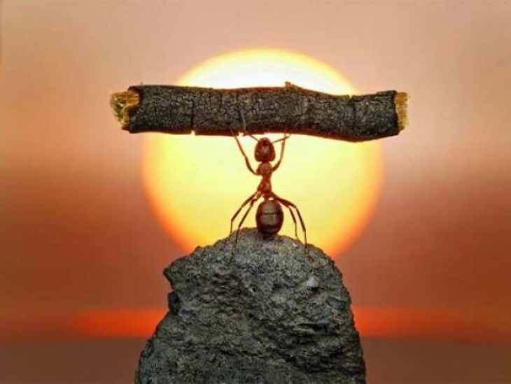 Poignant Photos A macro photo of an ant raising a piece of wood