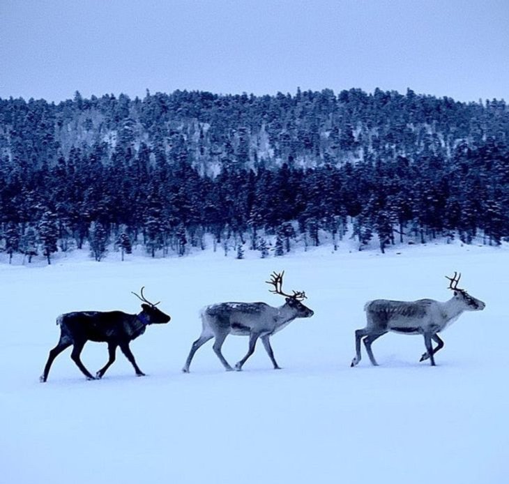 Finland, Reindeer