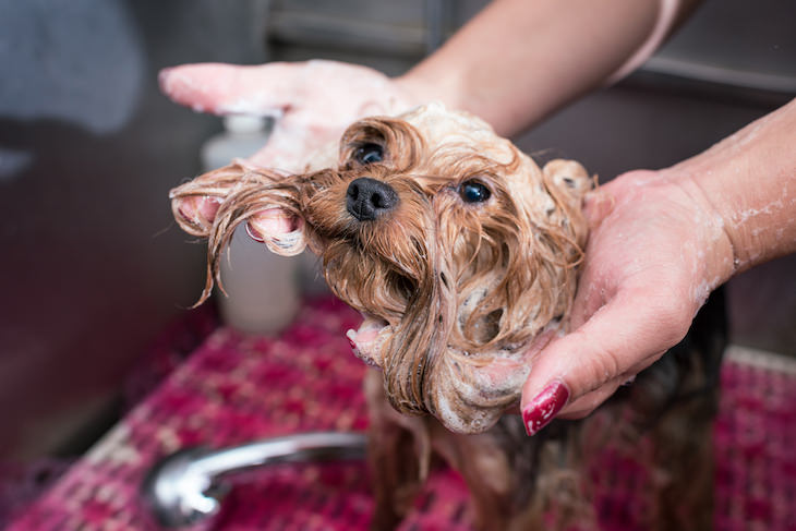Items You should Never Clean with Dish Soap, dog