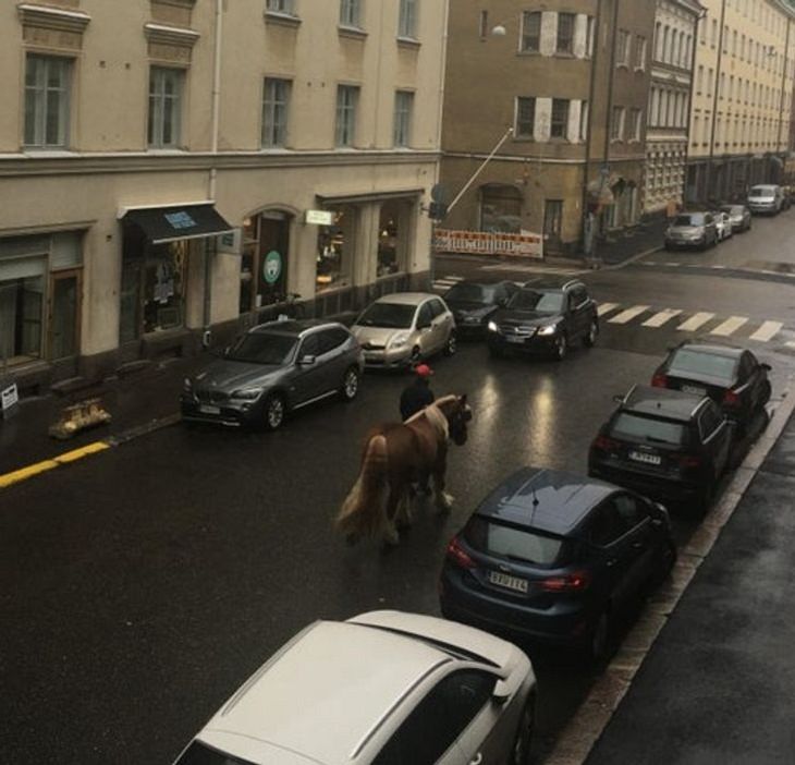 Finland, horses