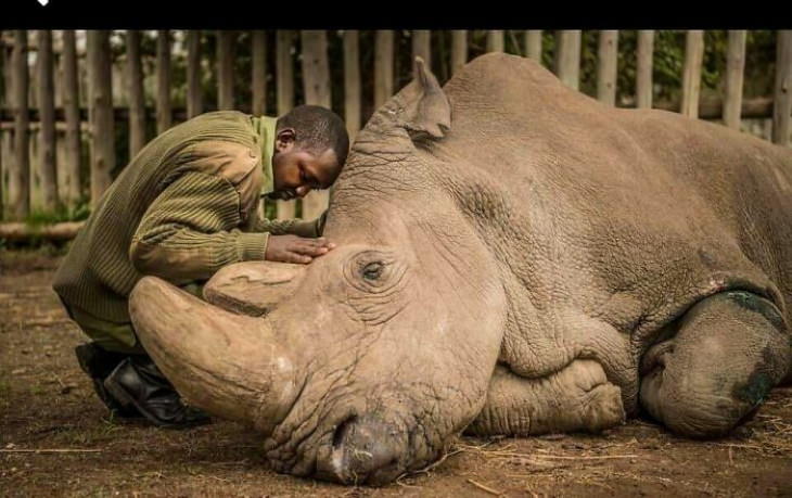 Poignant Photos Saying farewell to an entire species: this is a photo of the very last male Northern White Rhino (2018)