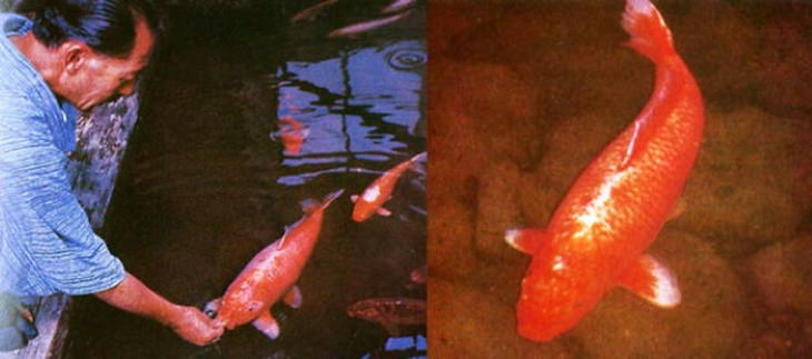 Poignant Photos Hanako was the oldest known koi fish. It died at the age of 226 in 1966