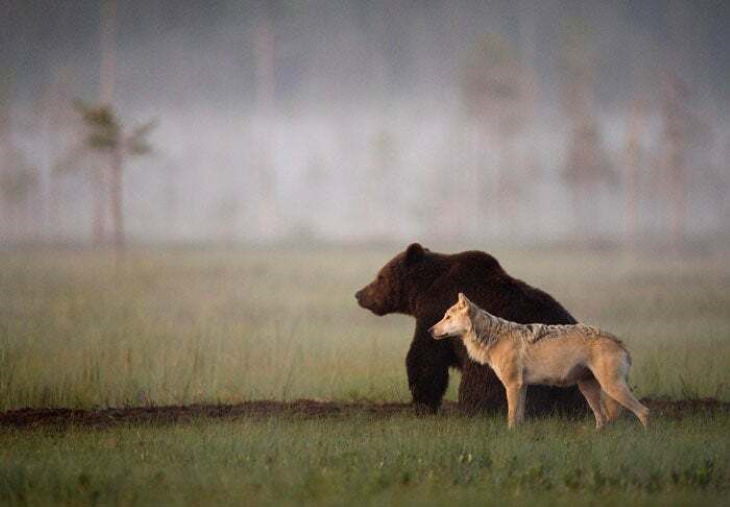 Poignant Photos These two unlikely friends were seen traveling, hunting, and sharing food together for 10 days