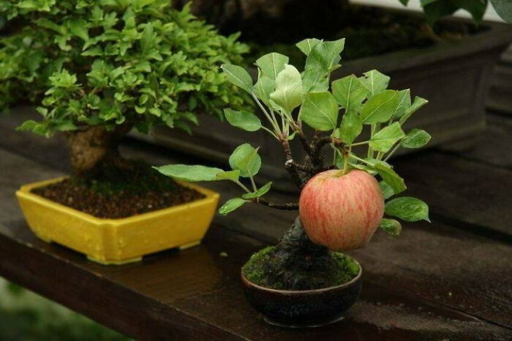 Fotos Asombrosas Con Una Historia Detrás De Ellas  Un mini manzano bonsai al que le creció una manzana de tamaño completo
