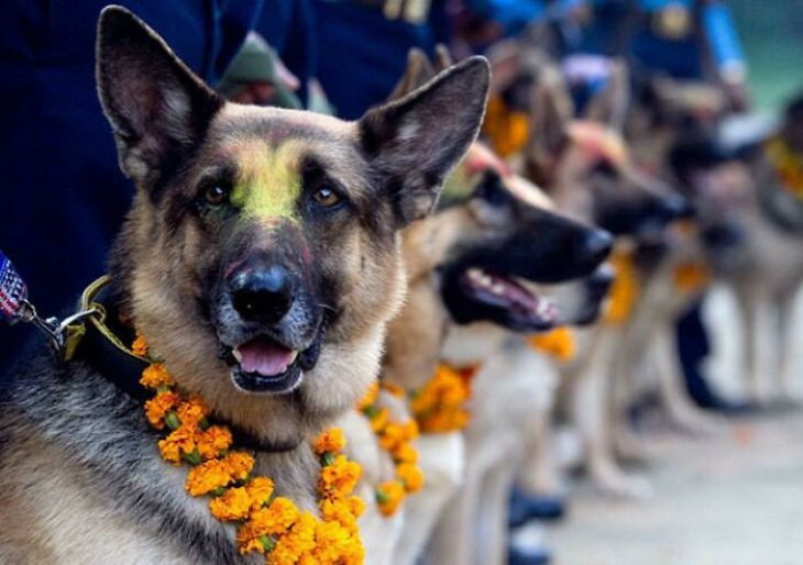 Fotos Asombrosas Con Una Historia Detrás De Ellas Esta linda ceremonia se llama “Kukur Tihar” en Nepal. Es el día dedicado a los perros y su fidelidad