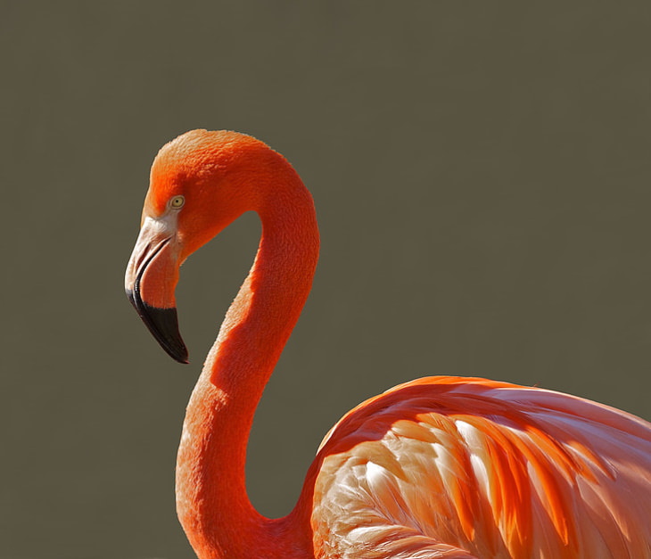 Strange Facts About Ancient Rome flamingo