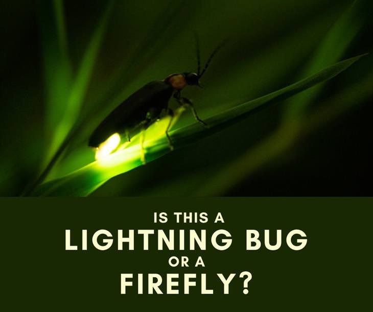  12 Funs Regional Terms Around the US, lightning bug vs. firefly