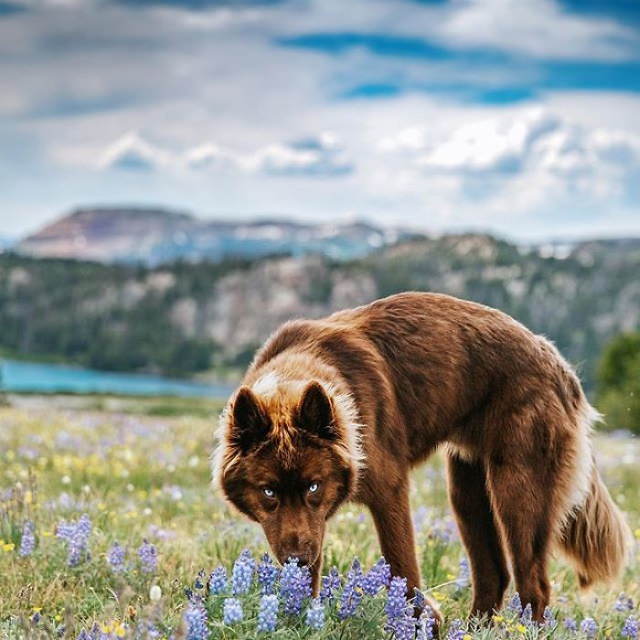 Quoi Siberian Husky alpine field