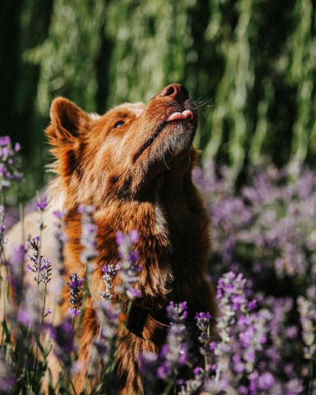 Quoi Siberian Husky lavender field