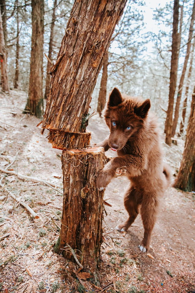 Quoi Siberian Husky tree