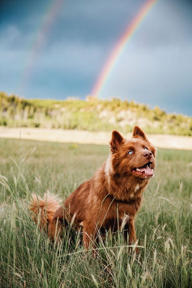 Quoi Siberian Husky rainbow
