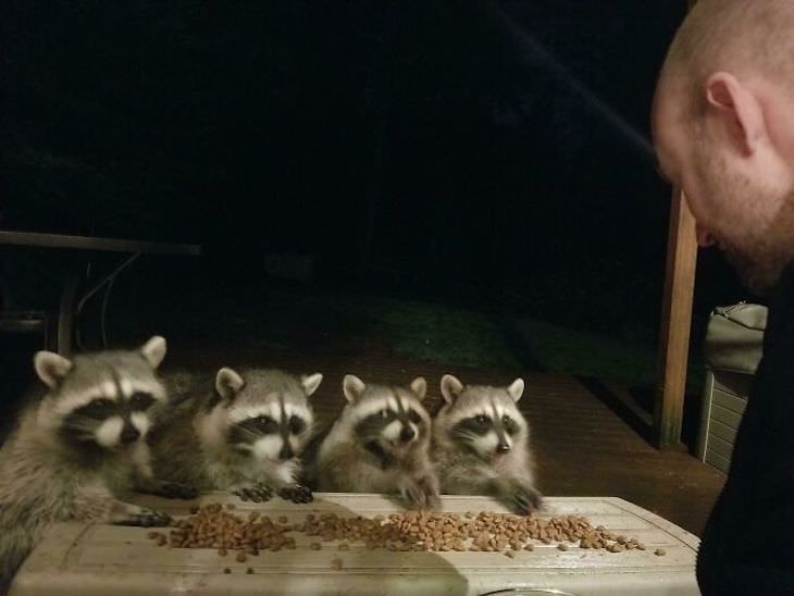 20 Hilarious and Heartwarming Raccoon Photos, eating