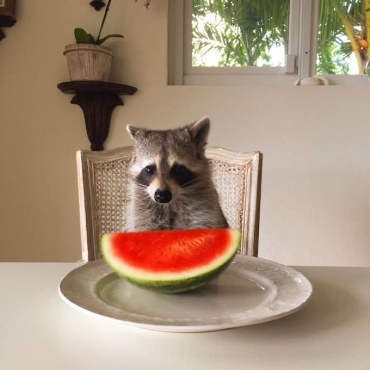 20 Hilarious and Heartwarming Raccoon Photos, watermelon