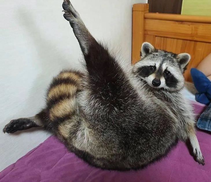 20 Hilarious and Heartwarming Raccoon Photos, posing