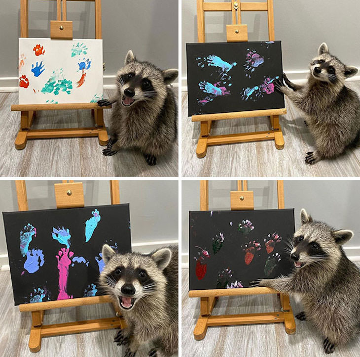 20 Hilarious and Heartwarming Raccoon Photos, painting raccoon