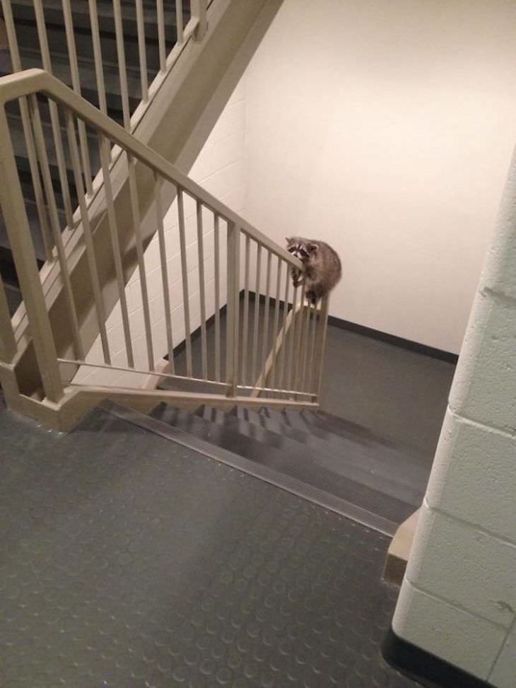 20 Hilarious and Heartwarming Raccoon Photos, hanging on the banister