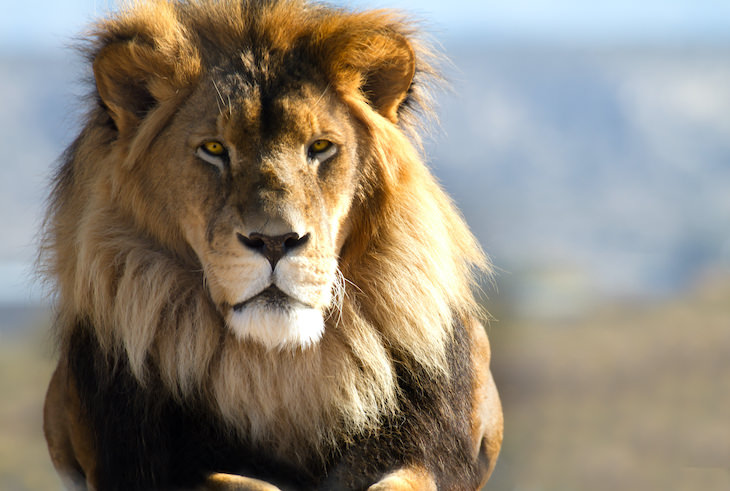The Fascinating Origins of 20 Popular Last Names, lion