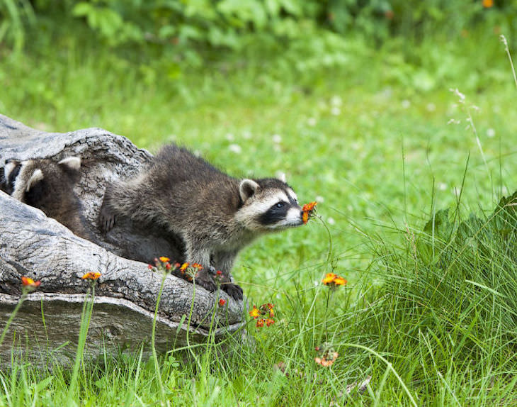 20 Hilarious and Heartwarming Raccoon Photos, smelling flowers