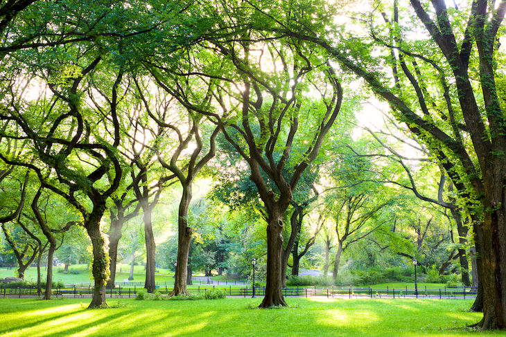 The Fascinating Origins of 20 Popular Last Names, trees