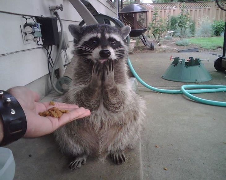 20 Hilarious and Heartwarming Raccoon Photos, surprised