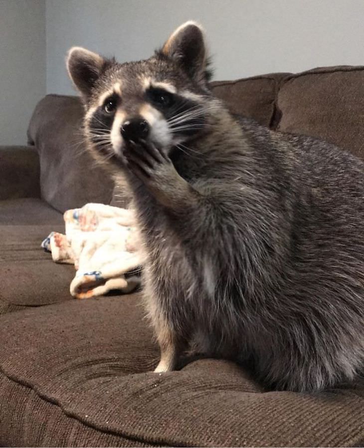 20 Hilarious and Heartwarming Raccoon Photos, shocked